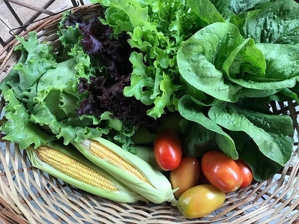 laverani organicos 1 papo reto milena miziara min