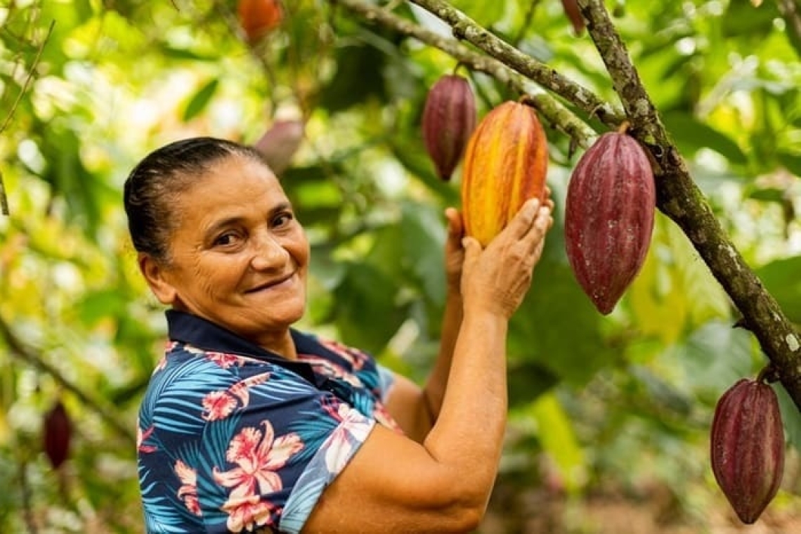 Cacau mais sustentável no sul da Bahia
